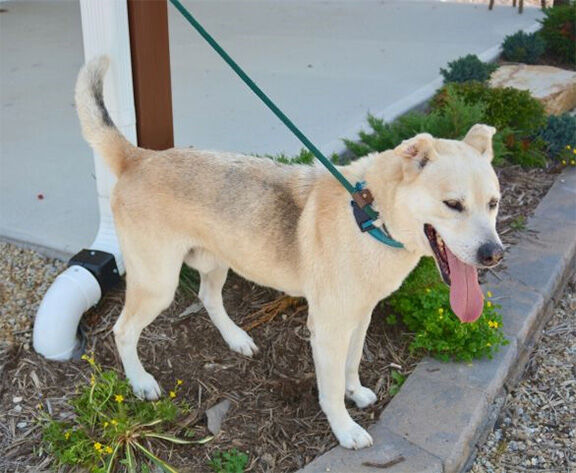 Pet of the Week